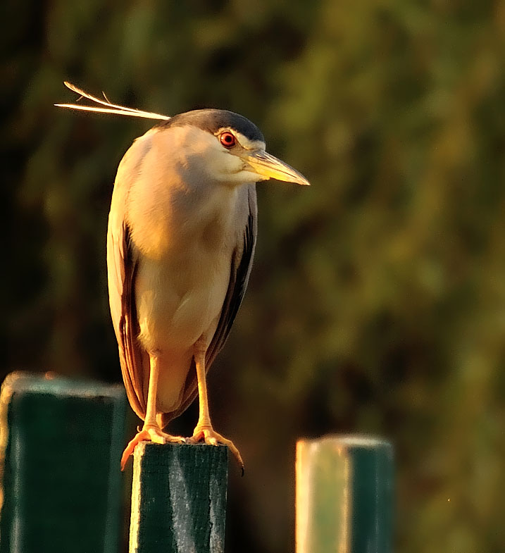 Night heron watch