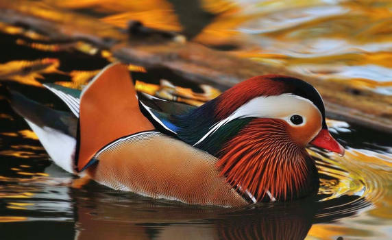 Mandarin duck