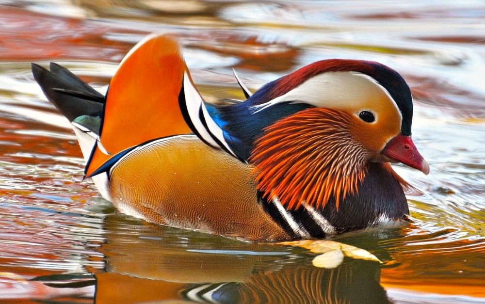 Mandarin on the lake