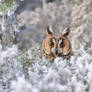 Owl loving the snow time