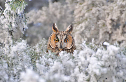 Owl loving the snow time