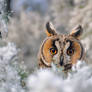 Long eared owl in a fantasy world