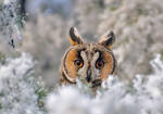 Long eared owl in a fantasy world by missfortune11