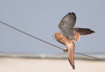 Common Kestrel