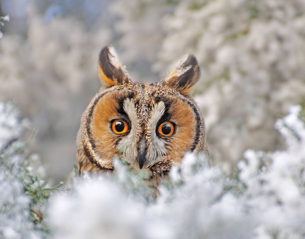 Long eared owl portrait by missfortune11 Long eared owl portrait by missfortune11