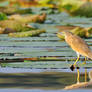 Yellow heron