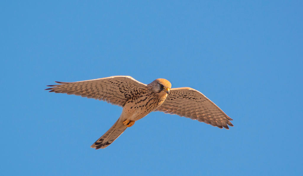 Common kestrel