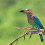 Indian roller