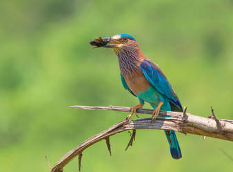 Indian roller