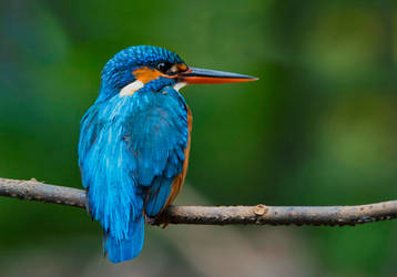 Kingfisher