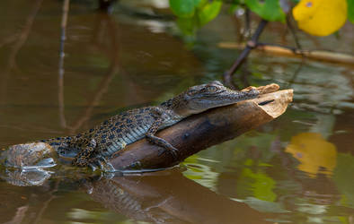 Baby crocodile