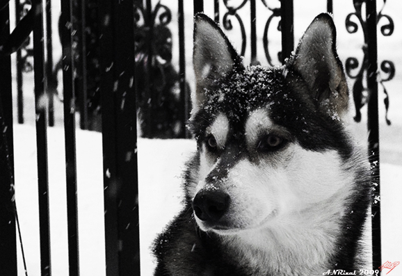 Alaskan Malamute