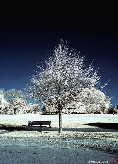 lonely tree