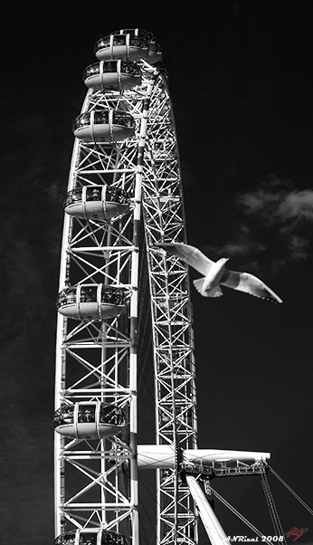 The eye of sea eagle