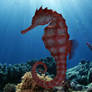 Seahorse