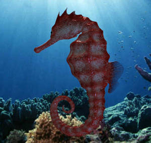 Seahorse