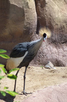 East African Crowned Crane 3