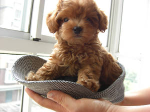 Toy poodle - Ruby