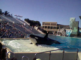 Shamu