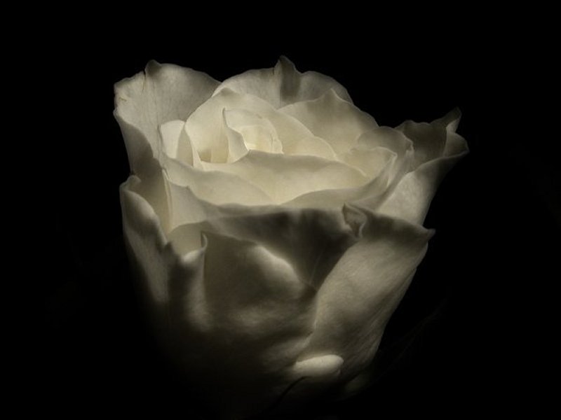 Portrait of a Rose