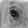 Horse Eye Sketch