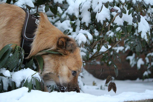 Khaleesi in snow I