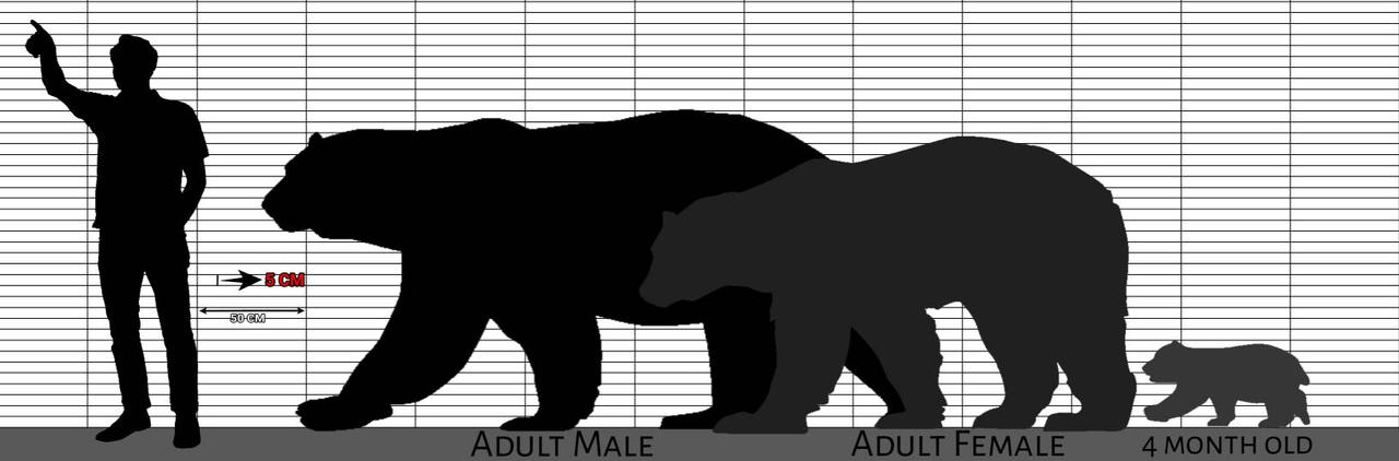 Polar bear size comparison by Habugirl2007 on DeviantArt