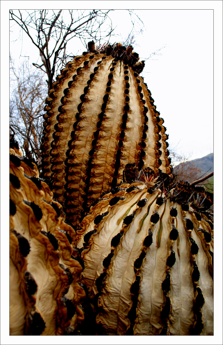 Scorched Desert - Barrel Cacti