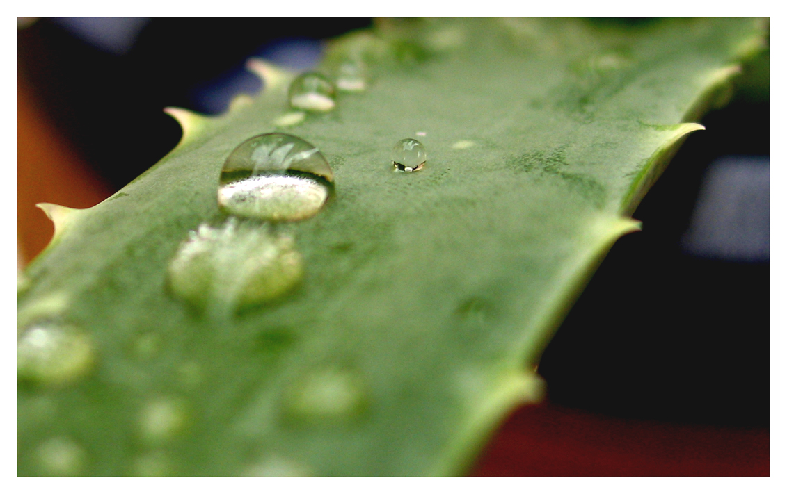 Rain Droped Aloe