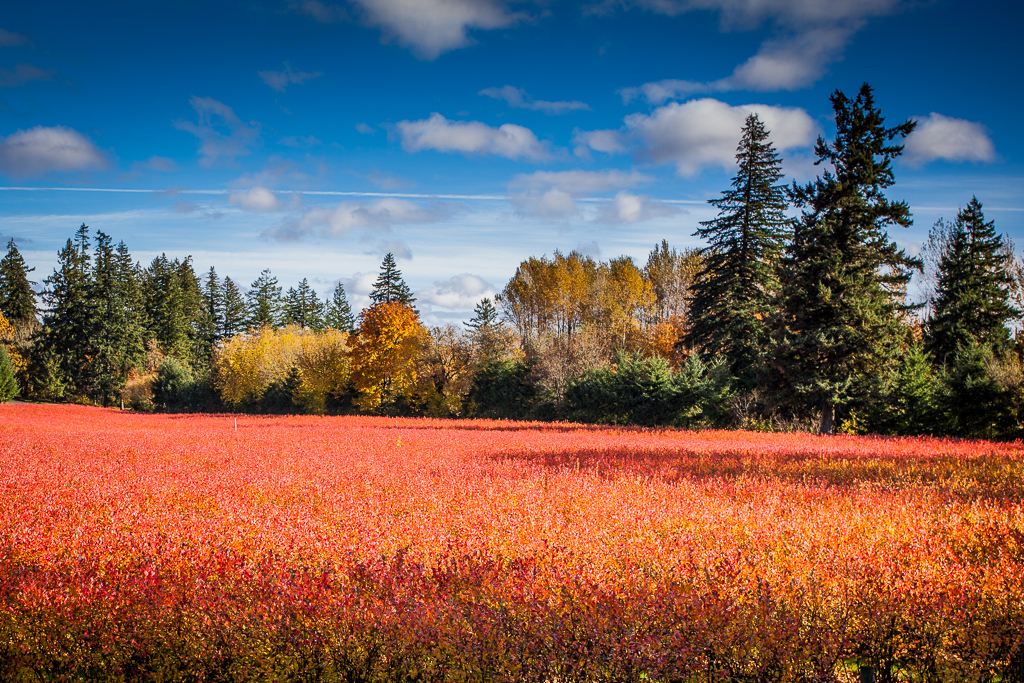 Red Lake