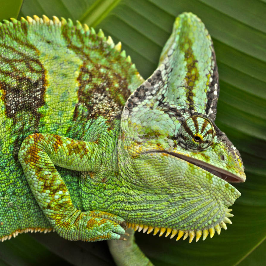 chameleon