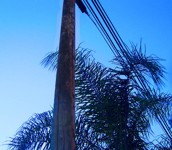 Palm Trees and Power Lines by BongosForPeace on DeviantArt