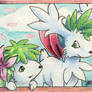 Shaymin and shaymin and...