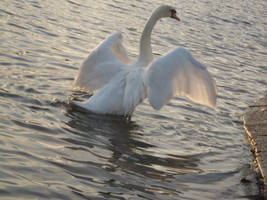 The swan