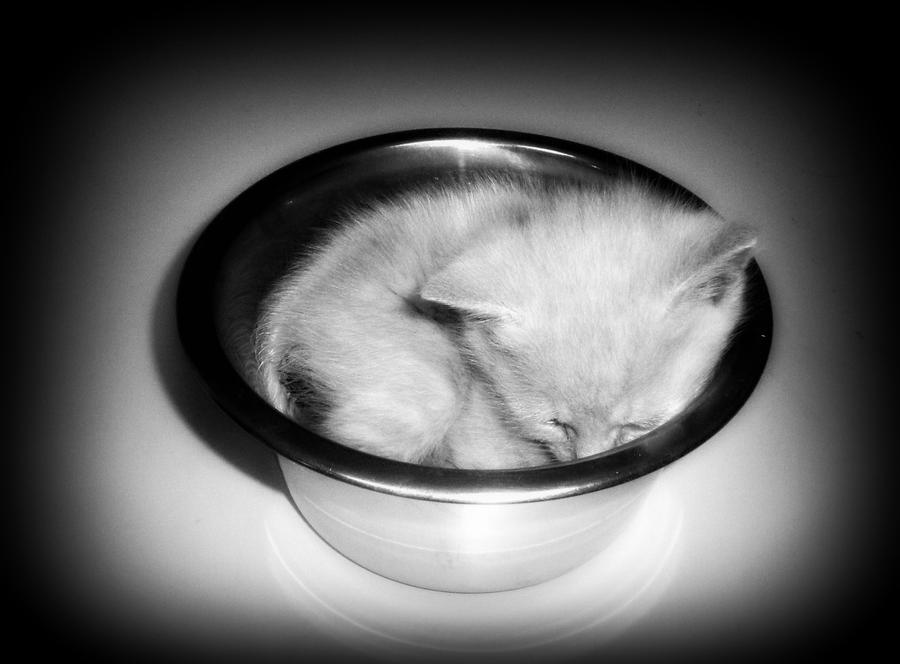 Kitty In A Bowl 2