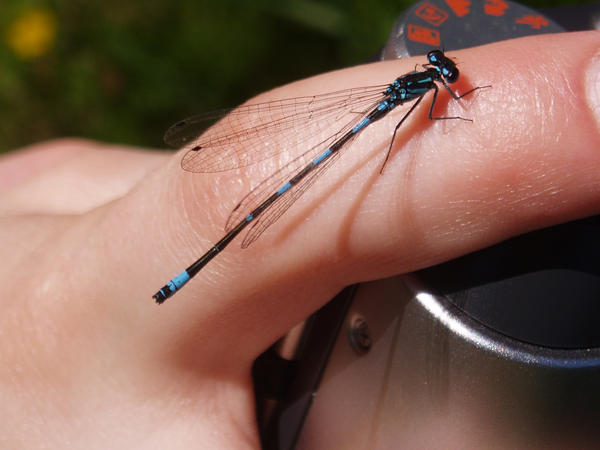 damson fly