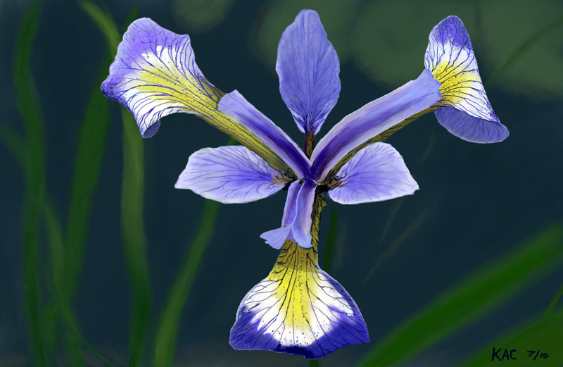 Purple Iris