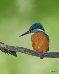 Kingfisher