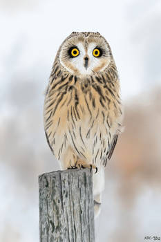 Short Eared Owl