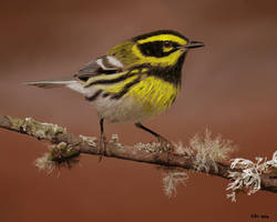 Townsend's Warbler