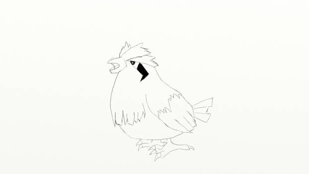 Pidgey