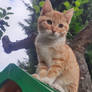 Ginger kitten on a green bird feeder, apple tree
