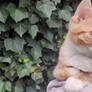 Ginger Tabby Resting by the Ivy Wall