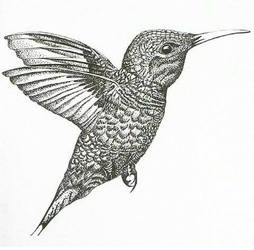 The humming bird