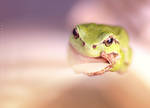 Hyla Arborea by Fotoies