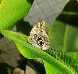 Moth Eye