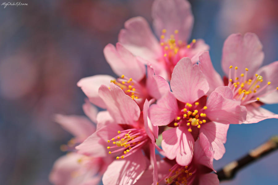 Pink Blossoms