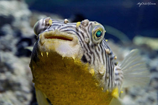 Pufferfish