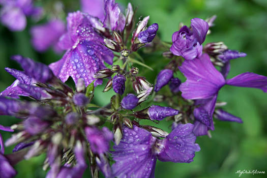 Purple Flowers