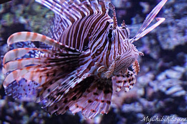 Lion Fish